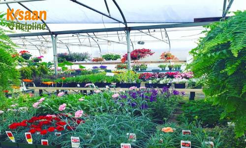 नर्सरी उद्योग बन सकता है लाभ का धंधा, आइये जानते हैं लागत और व्यापारिक लाभ